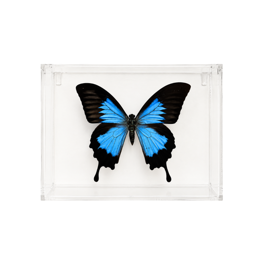 Papilio Ulysses