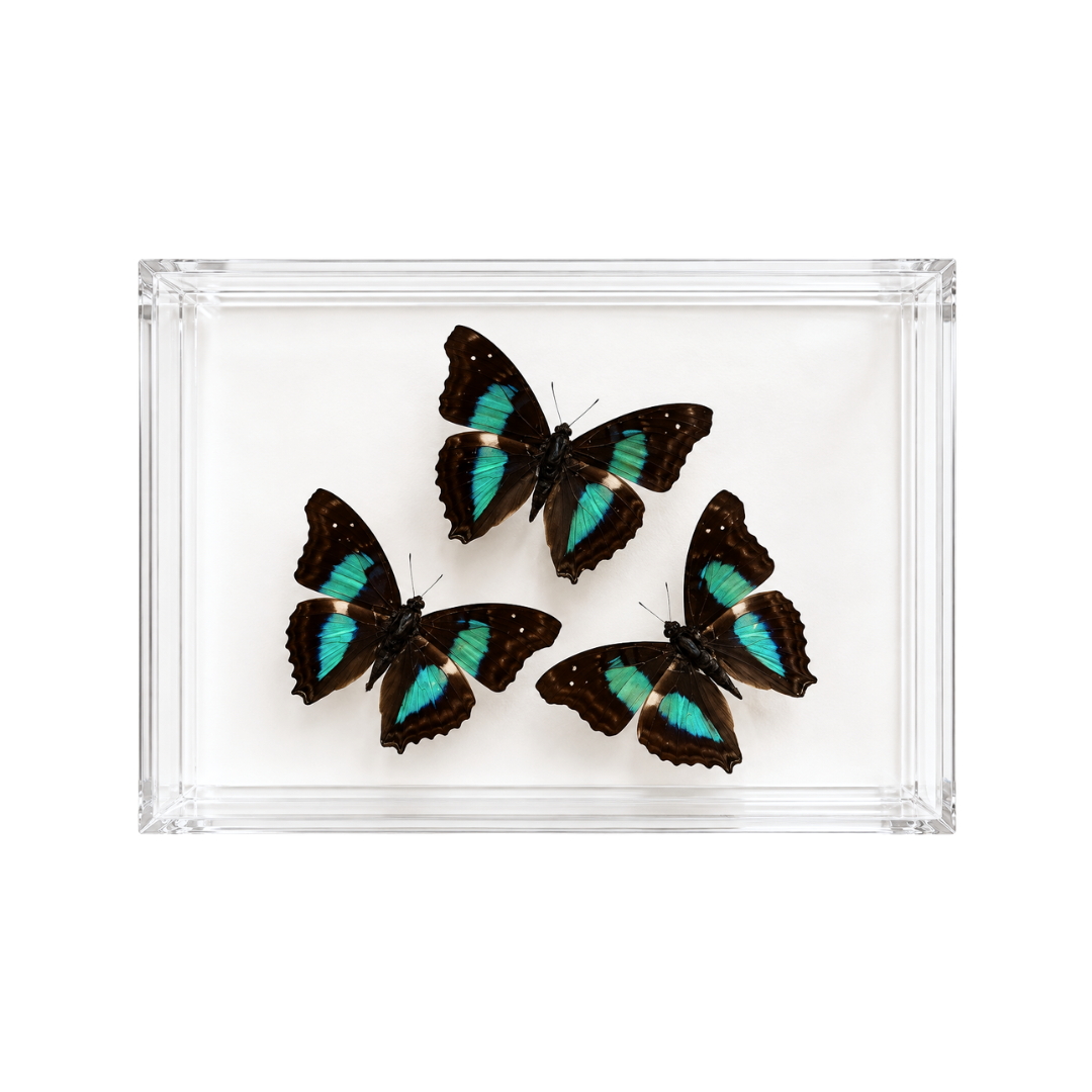 Turquoise Emperor Butterfly Trio