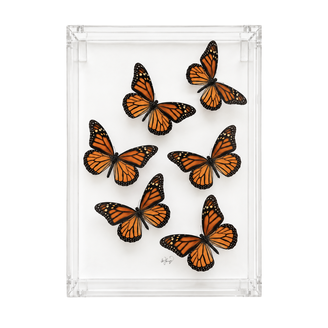 Monarch Butterfly Collection