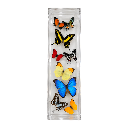 Assorted Butterfly Collection
