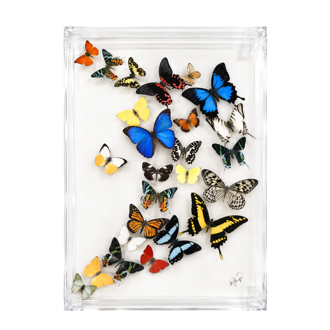 Assorted Butterflies