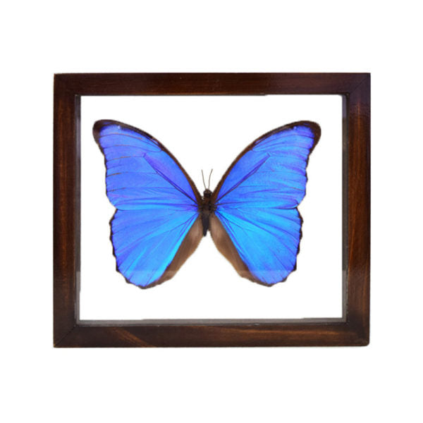 Blue Morpho