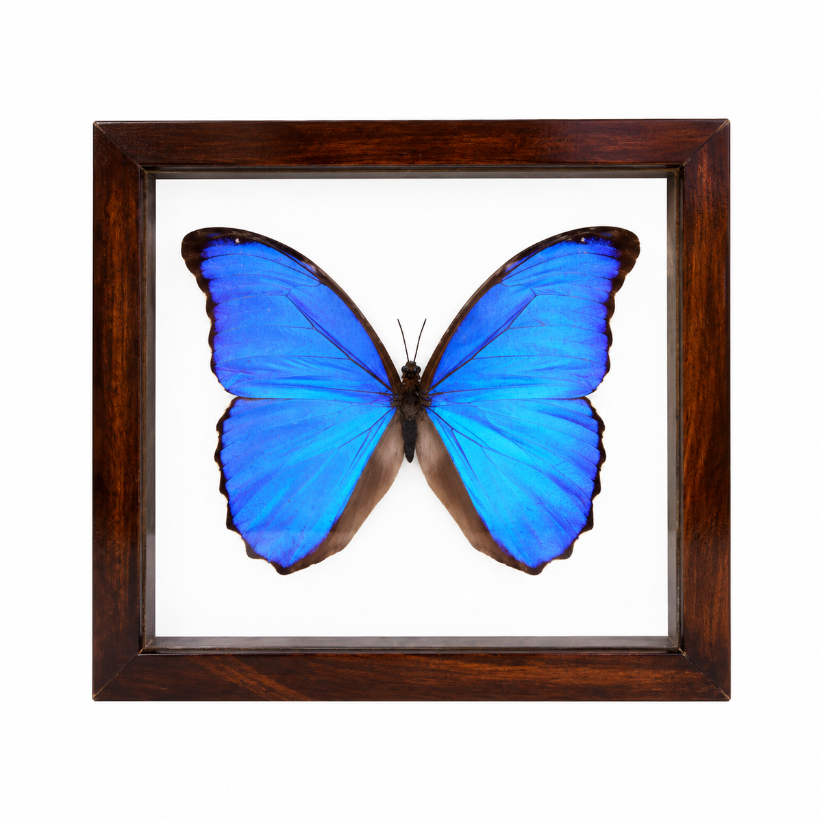 Blue Morpho