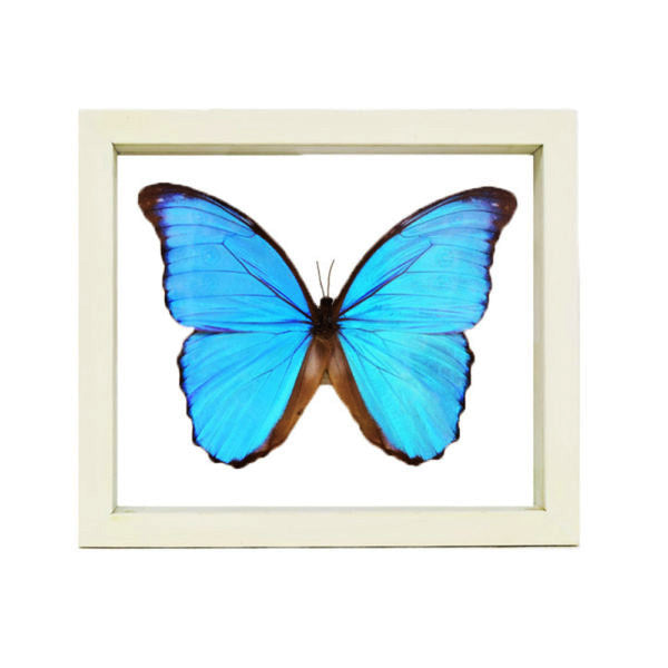 Blue Morpho