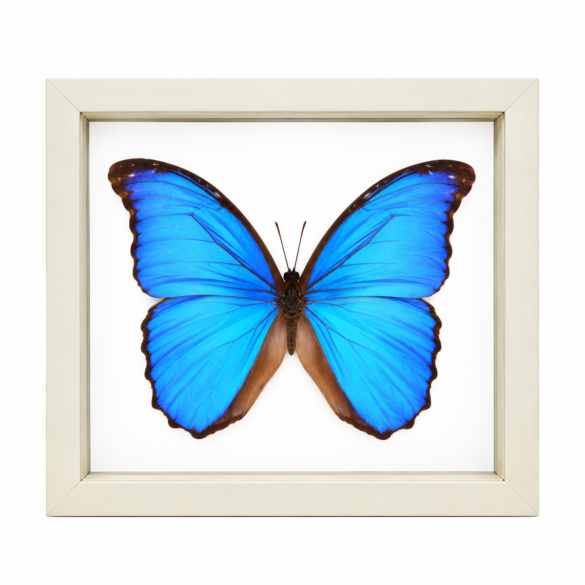 Blue Morpho