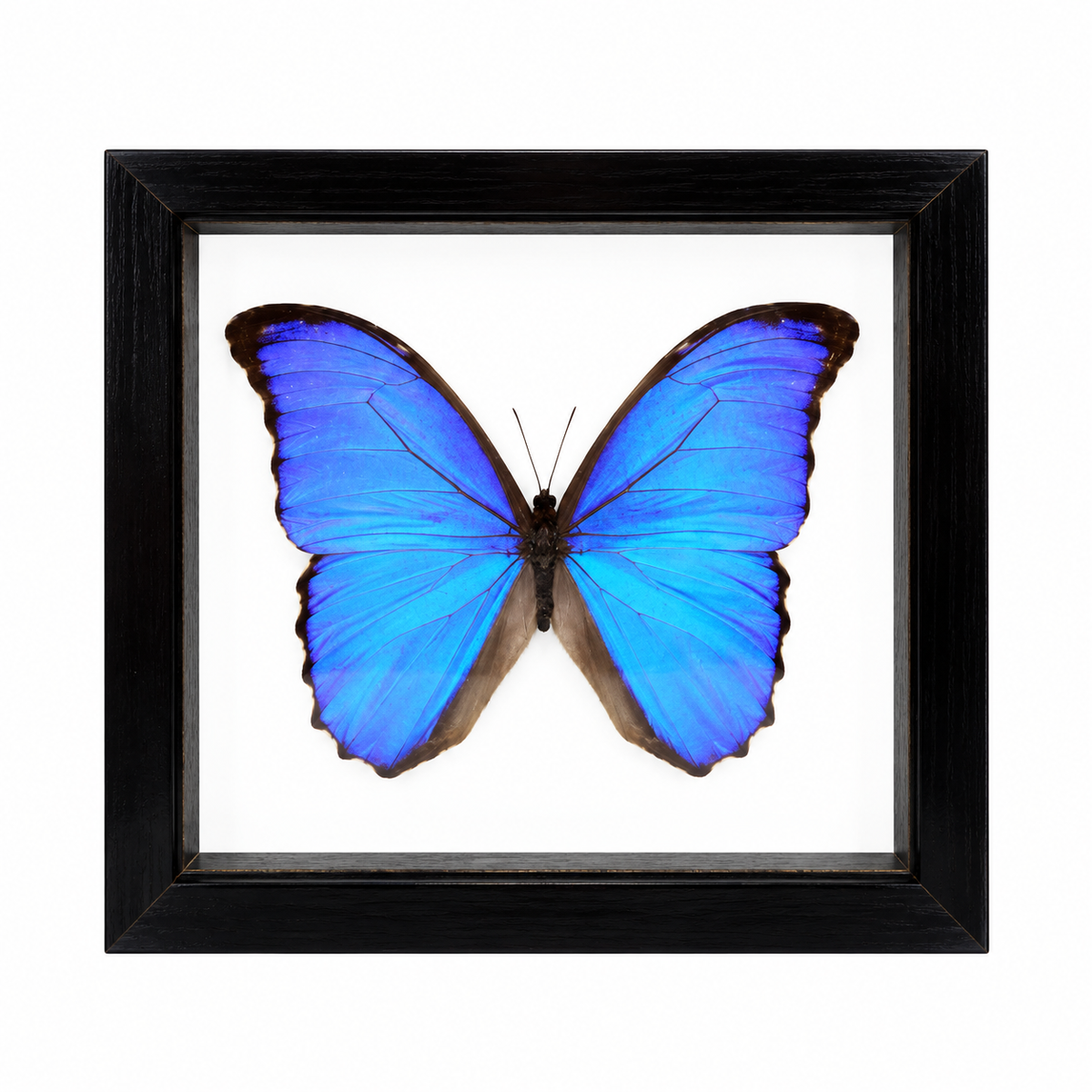 Blue Morpho