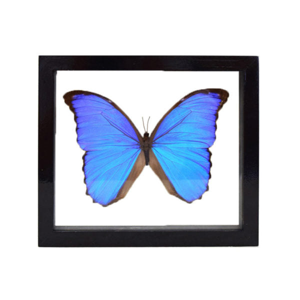 Blue Morpho