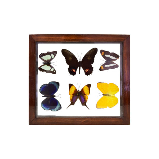 Assorted Butterflies