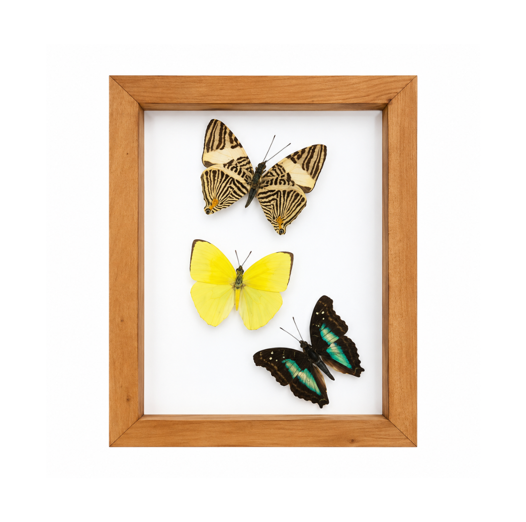 Assorted Butterflies