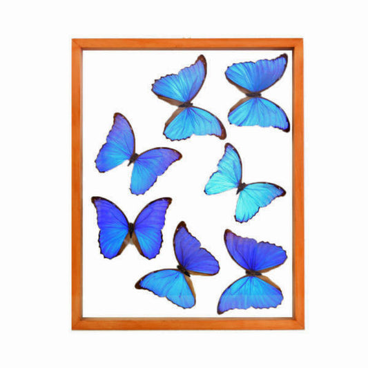 Blue Morpho Butterflies