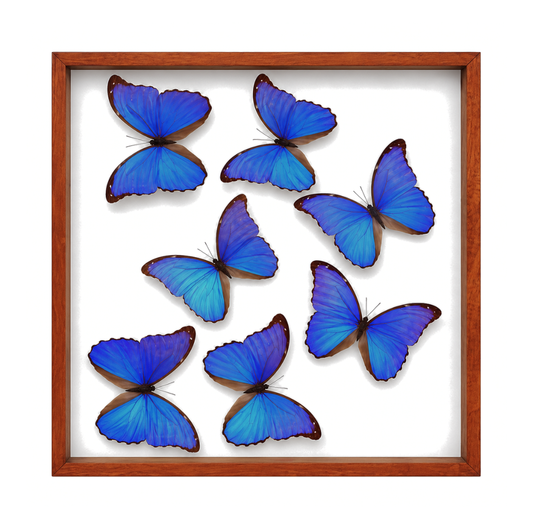Blue Morpho Butterflies