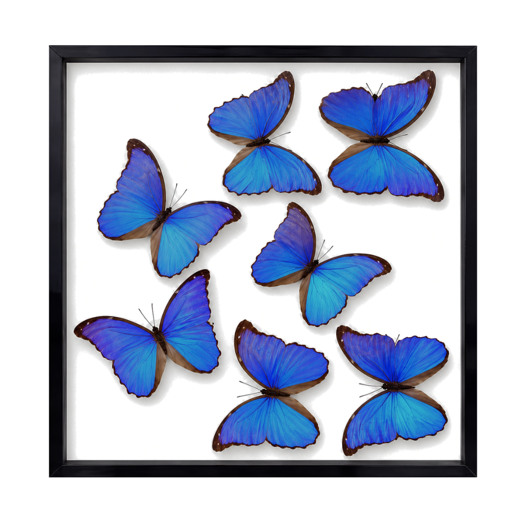 Blue Morpho Butterflies