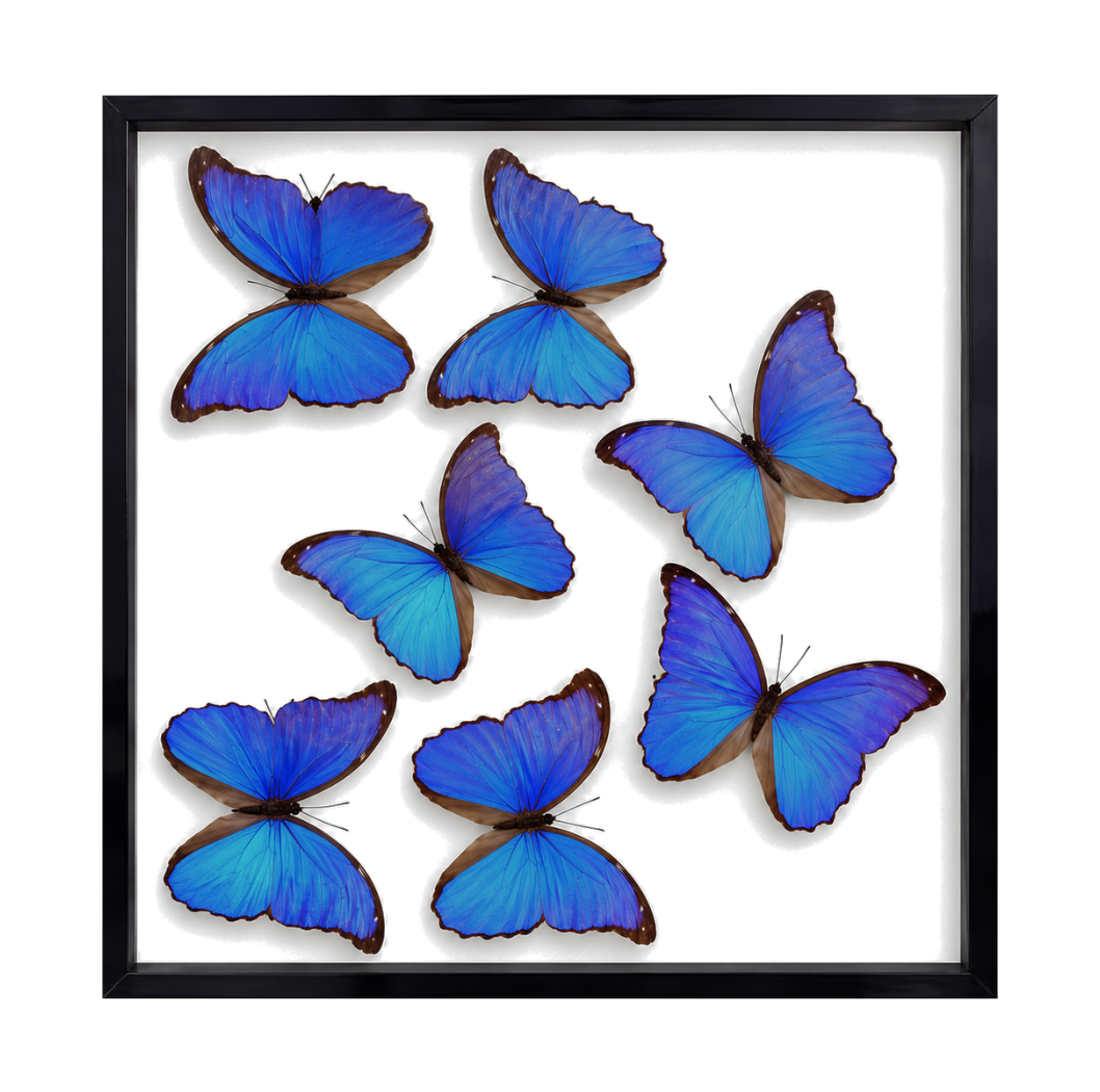 Blue Morpho Butterflies