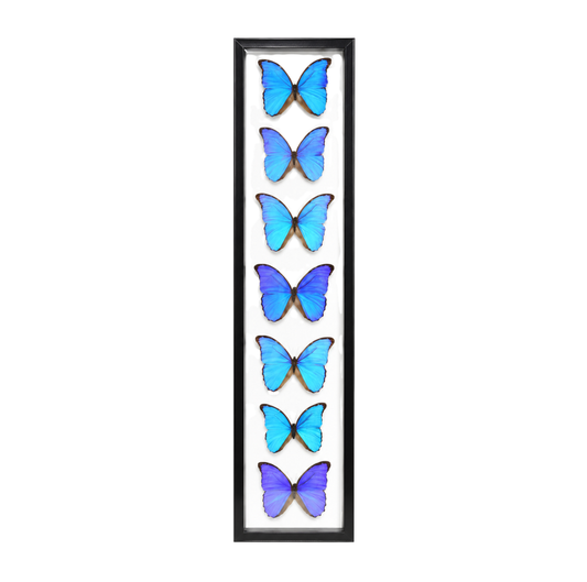 Blue Morpho Butterflies