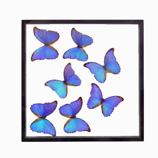 Blue Morpho Butterflies