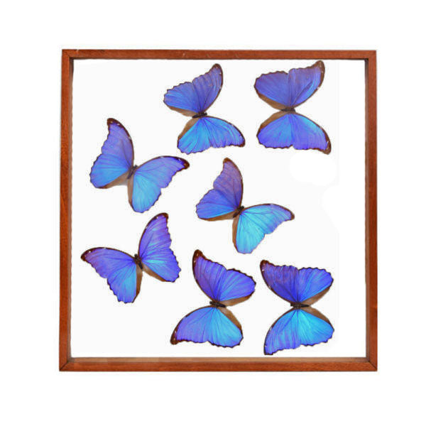 Blue Morpho Butterflies