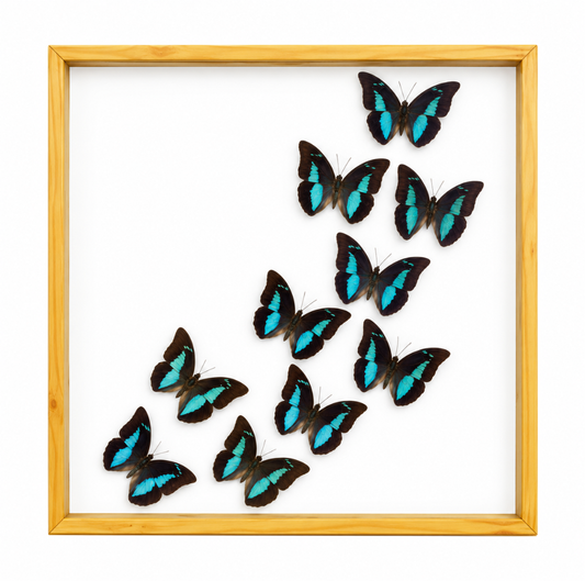 Prepona Butterfly