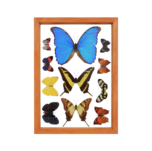 Assorted Butterflies