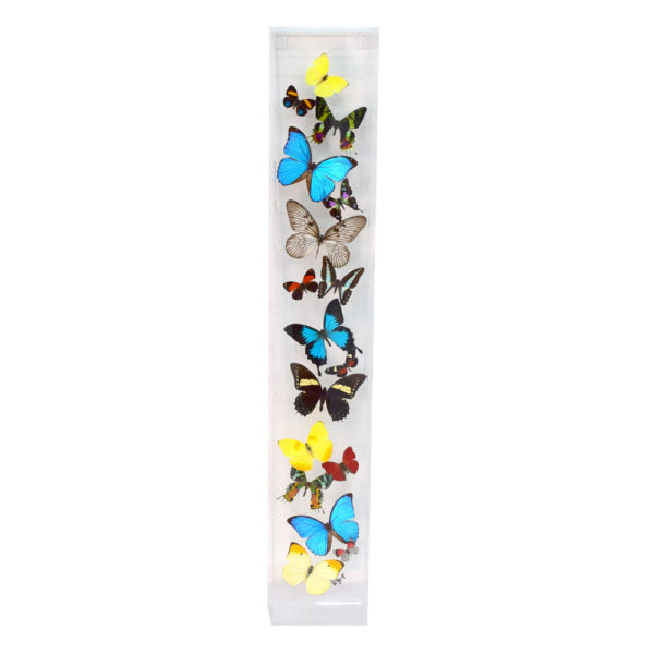 Assorted Butterflies