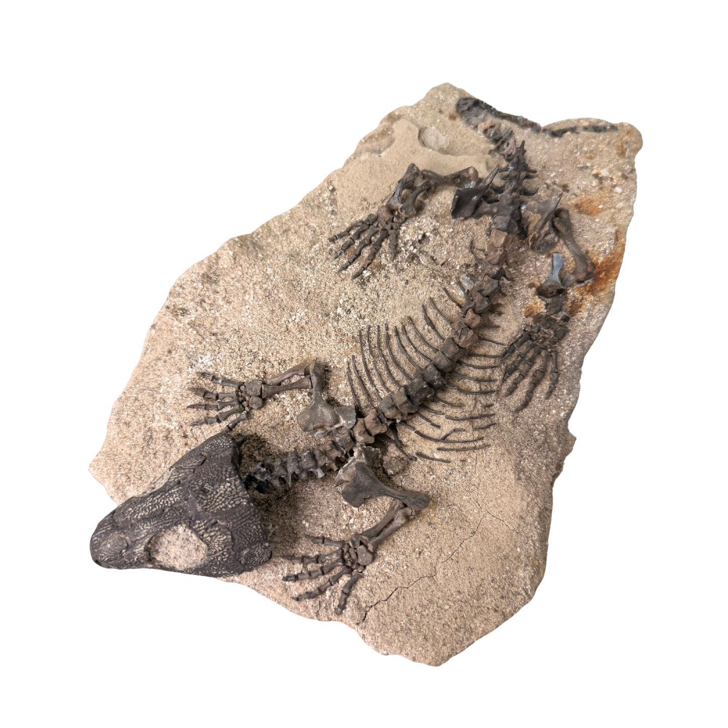 Captorhinus Skeleton