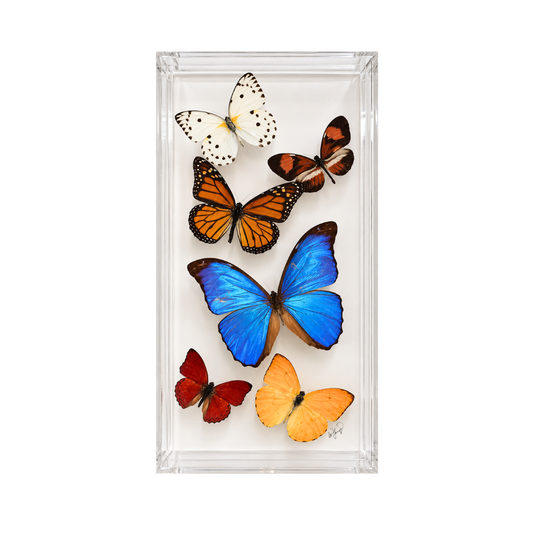 Assorted Butterflies