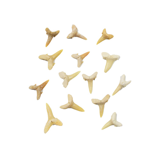 Fossilized Shark Teeth