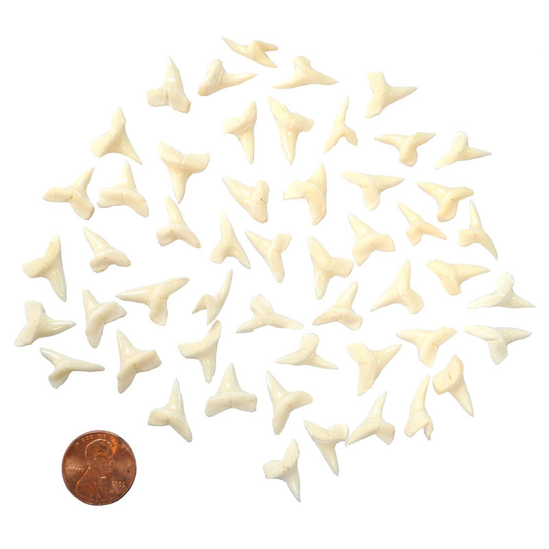 Modern Shark Teeth