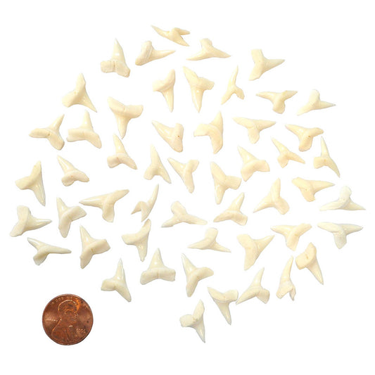 Modern Shark Teeth