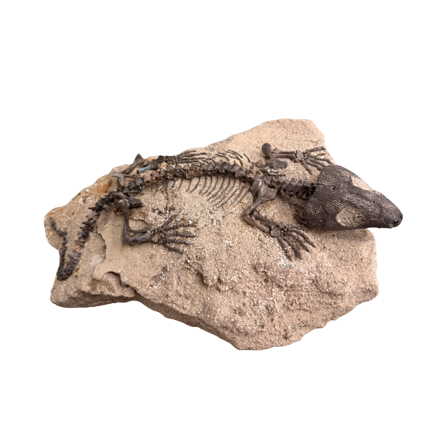 Captorhinus Skeleton