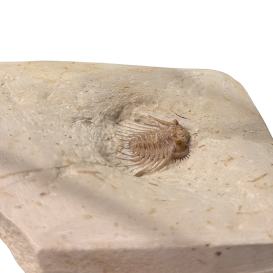 Kettneraspis Trilobite