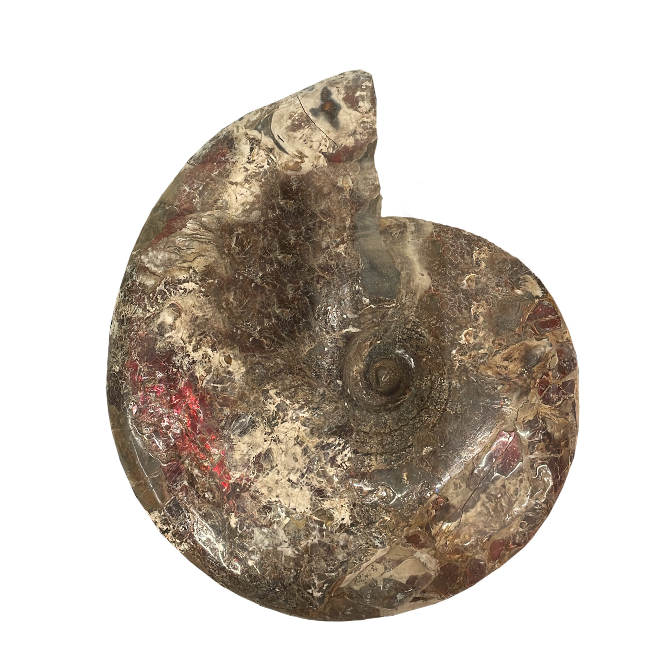 Red Iridescent Ammonite