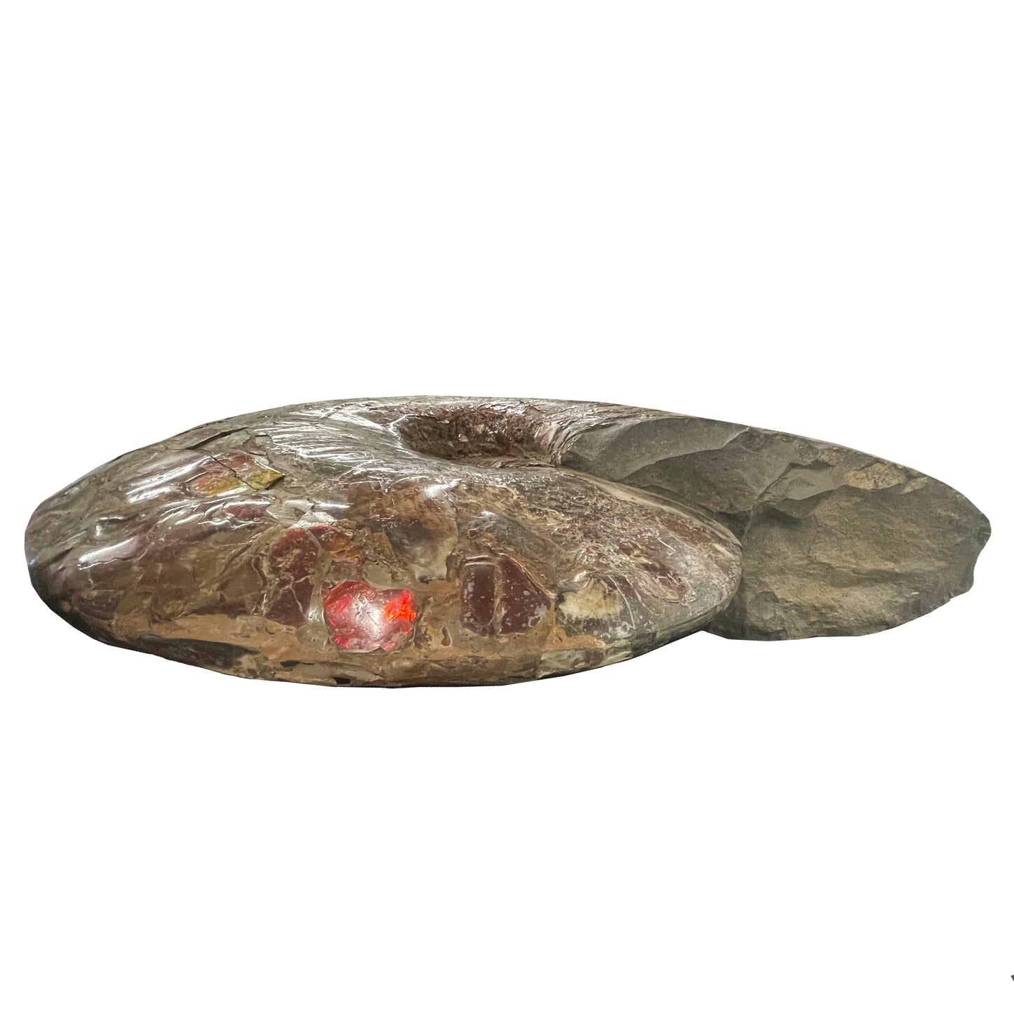 Red Iridescent Ammonite