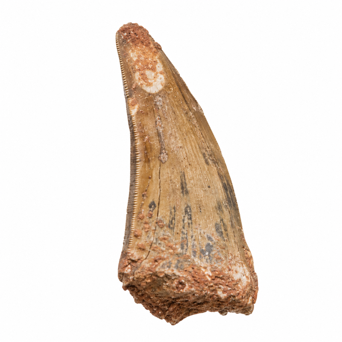 Carcharodontosaurus Tooth