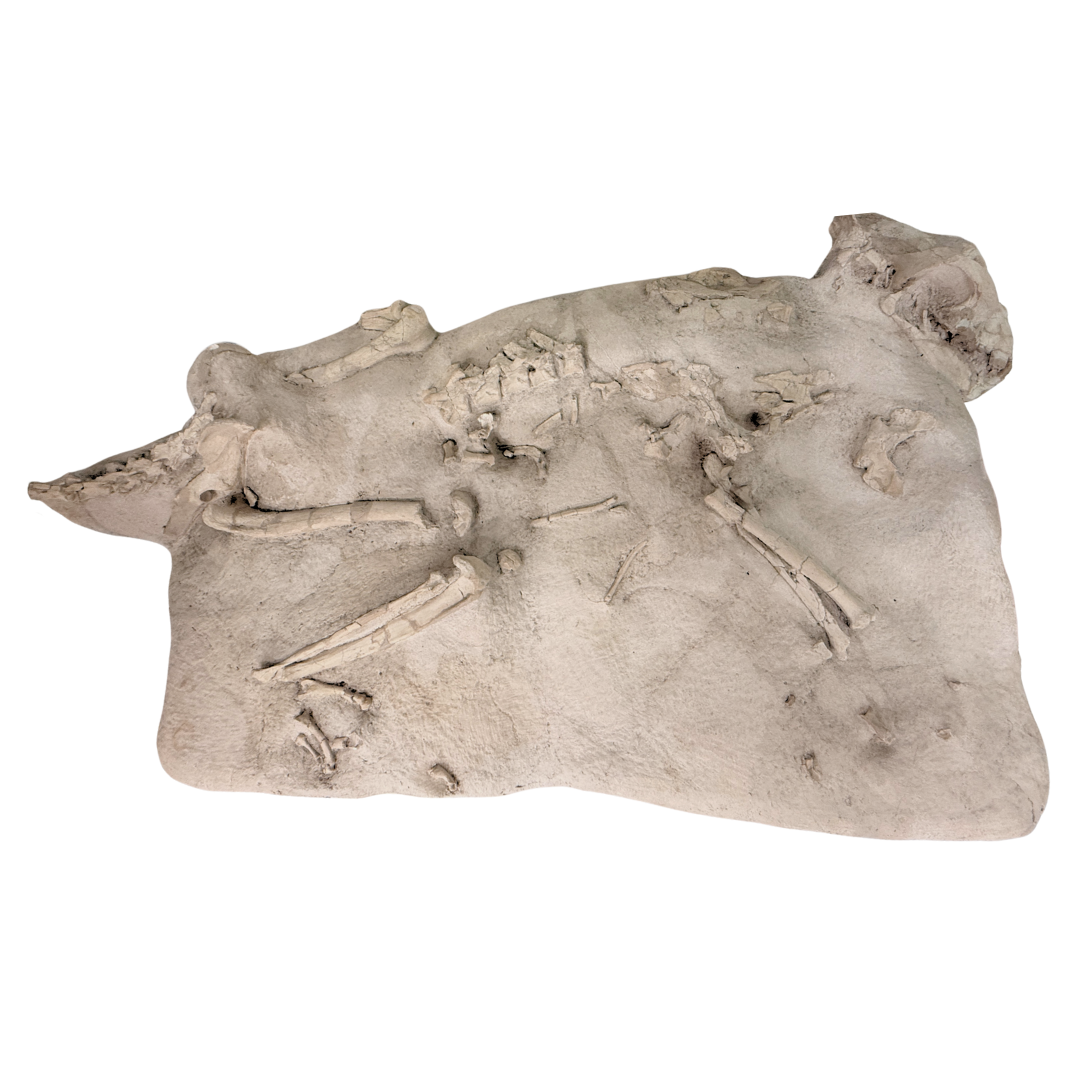 Hoplophoneus Skeleton