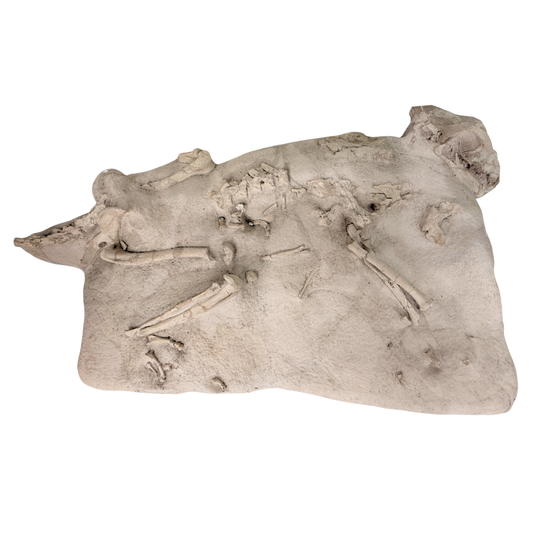 Hoplophoneus Skeleton