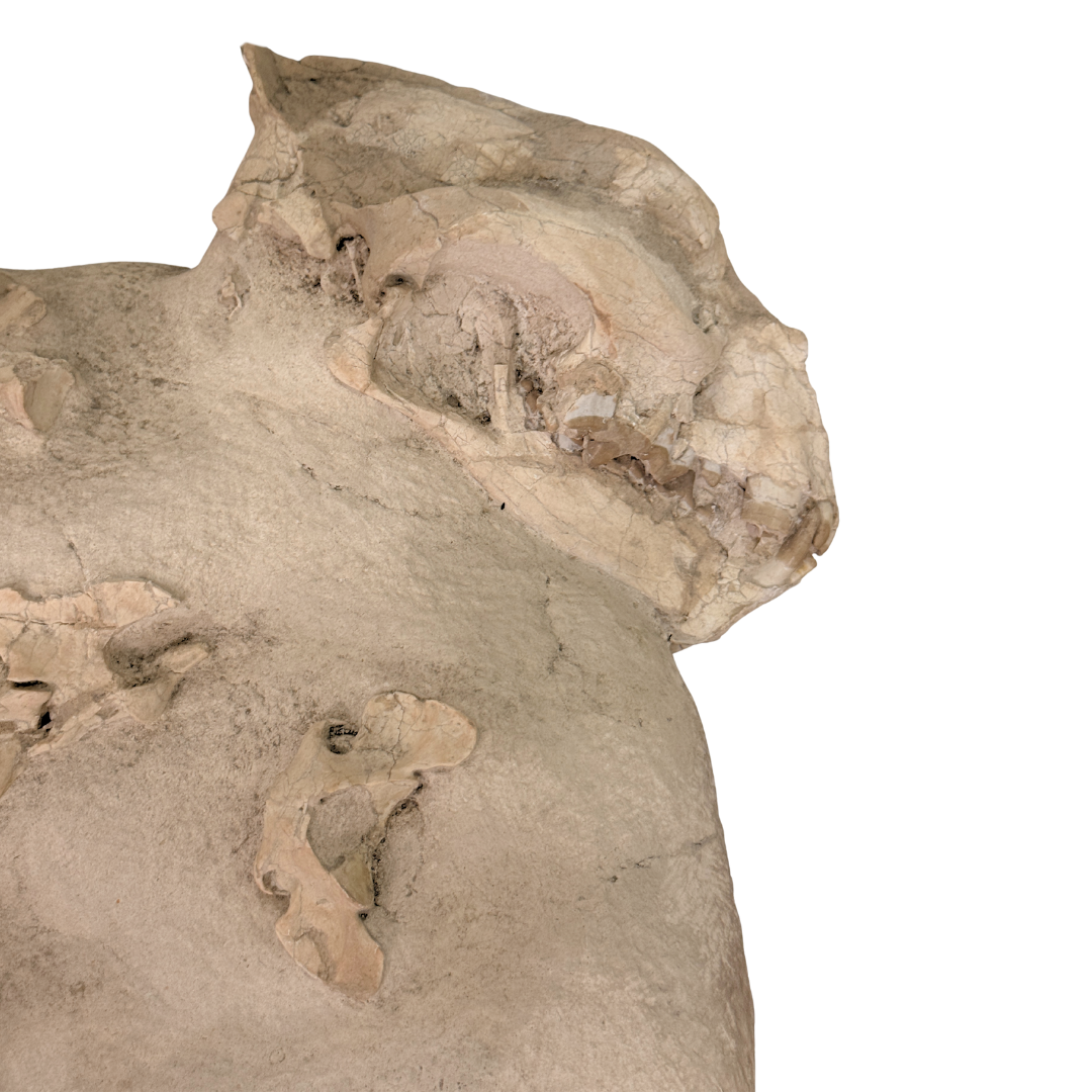 Hoplophoneus Skeleton