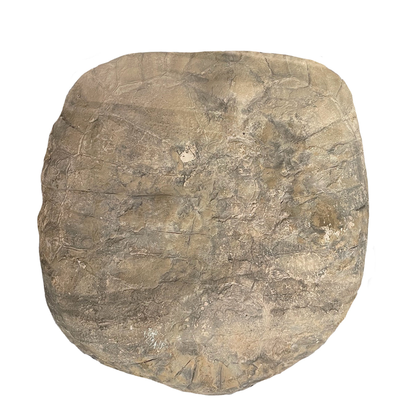 Fossilized Turtle