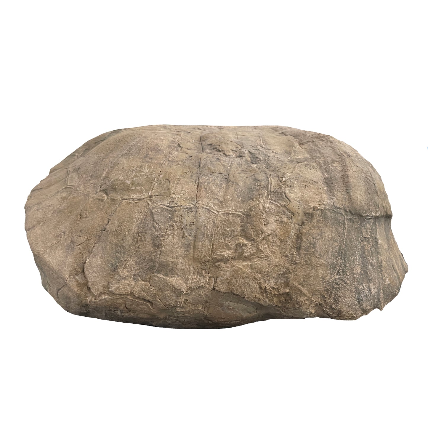 Fossilized Turtle