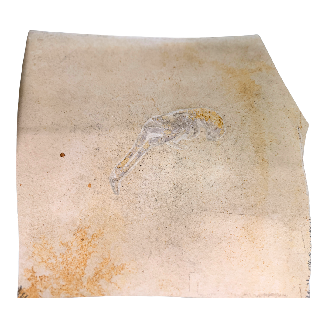 Fossil Shrimp