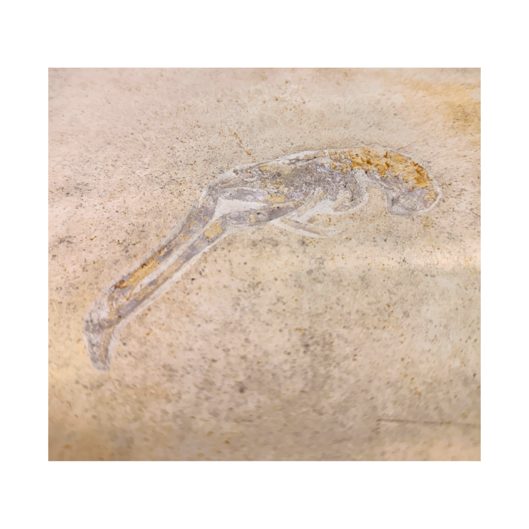 Fossil Shrimp