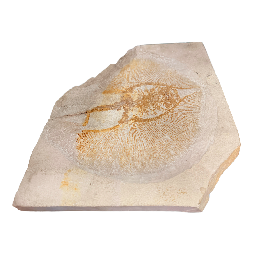 Fossil Stingray Heliobatis