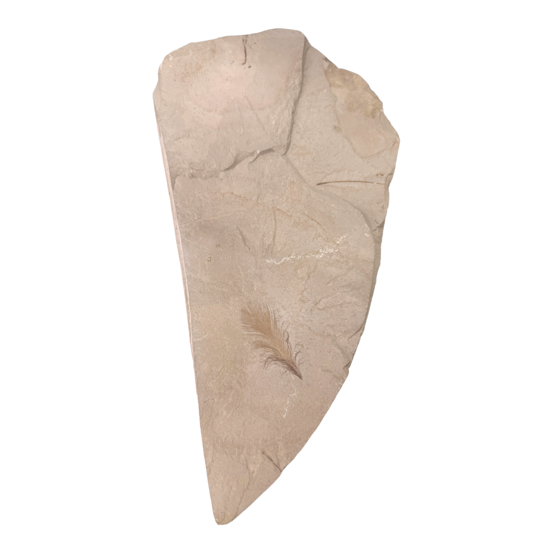 Fossil Bird Feather in Matrix