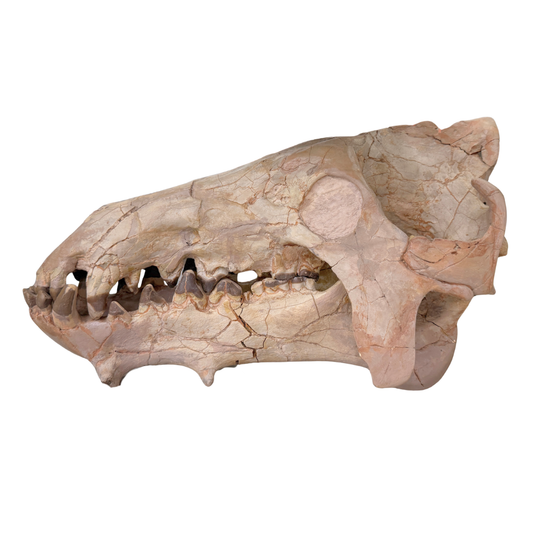 Archaeotherium Fossil
