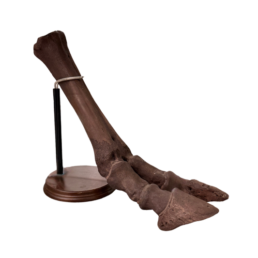 American Bison Fossil Leg Bone