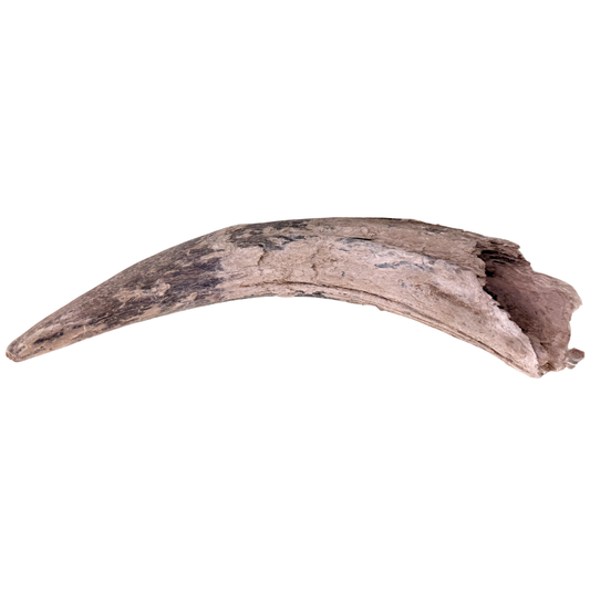 American Bison Horn Core
