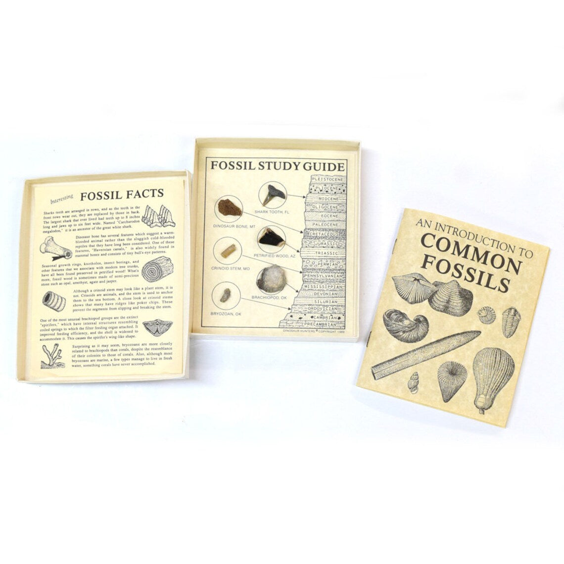 Fossil Study Guide