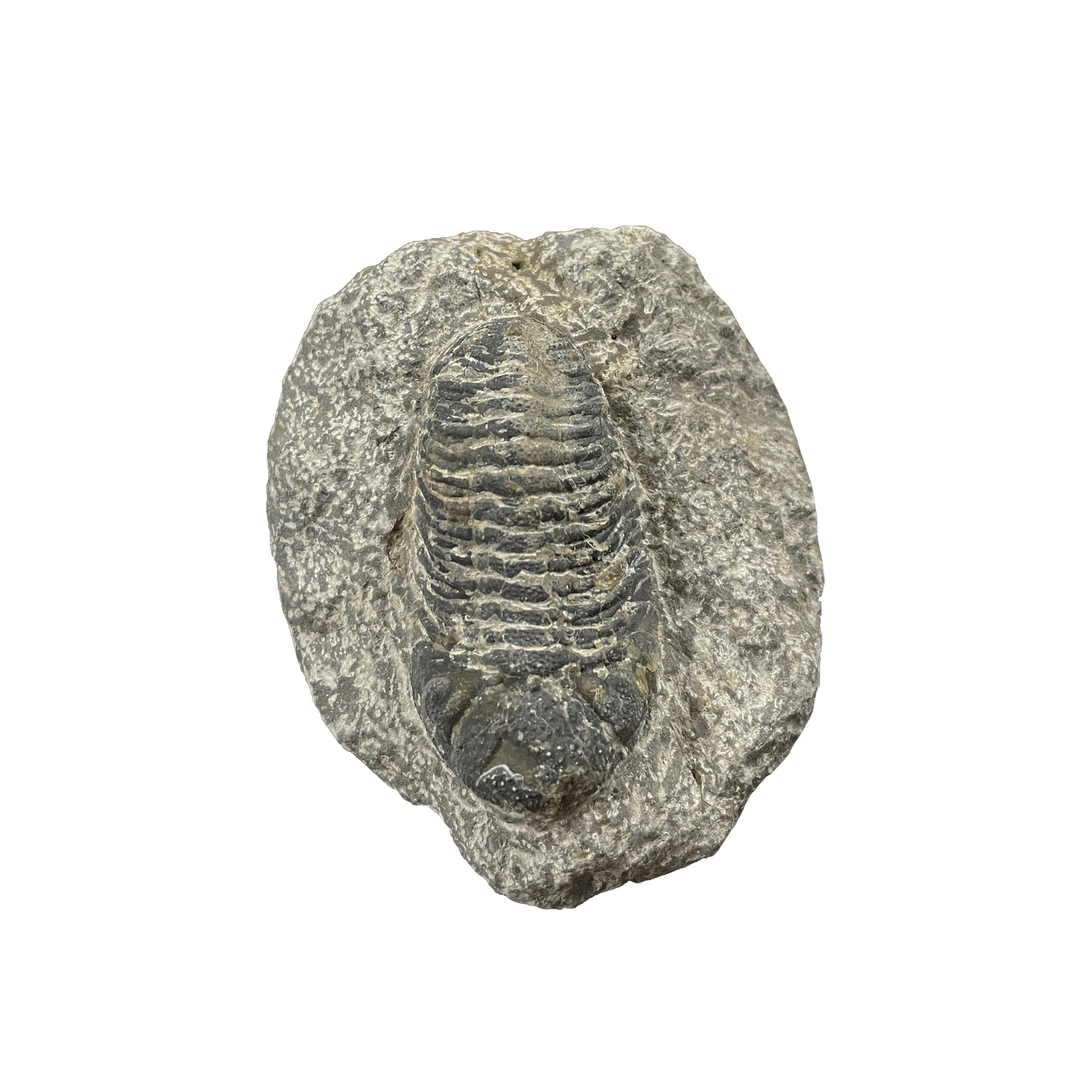 Phacops Trilobite