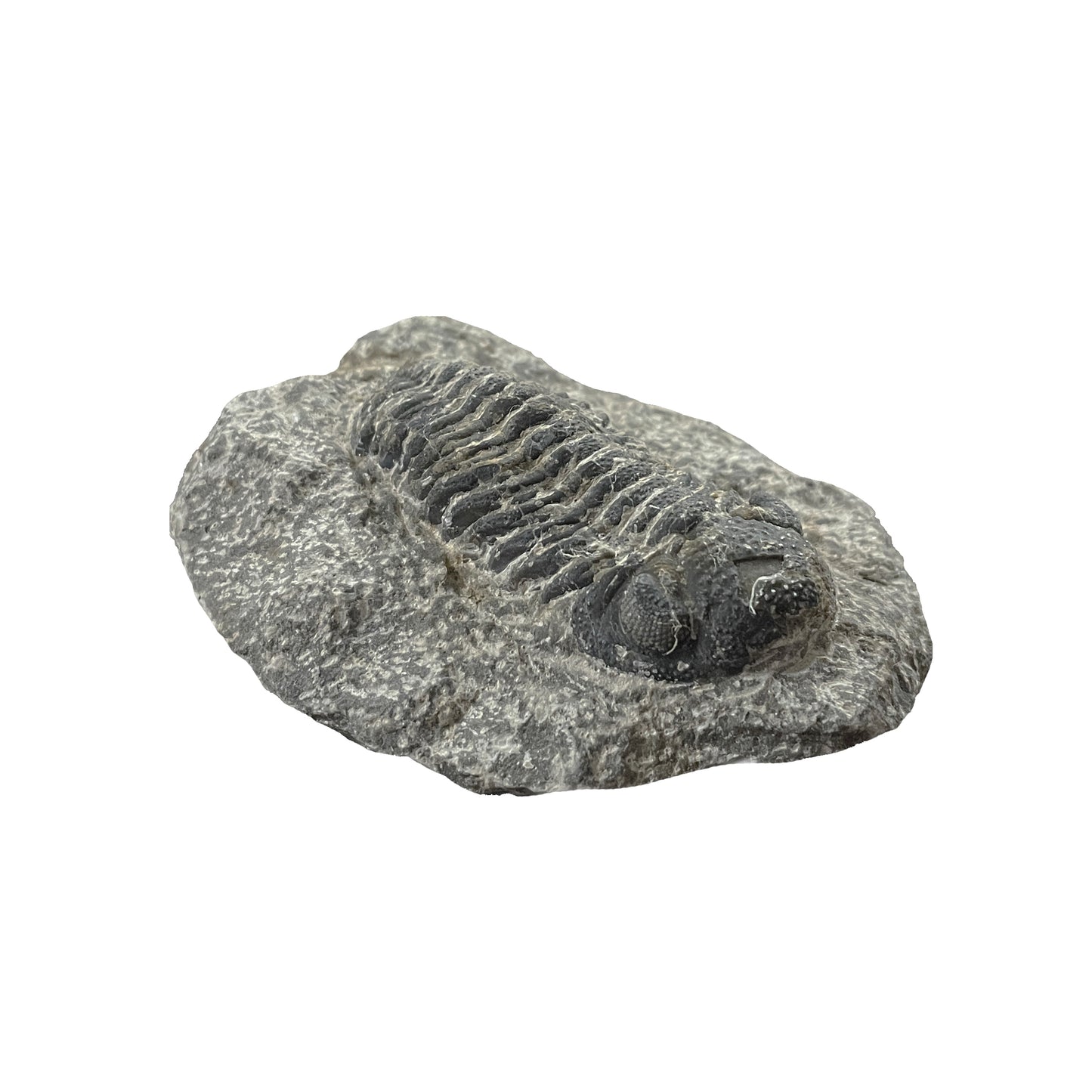 Phacops Trilobite