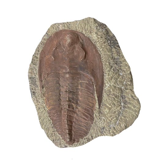 Redlichia Trilobite