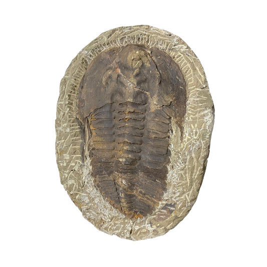 Paradoxides Trilobite